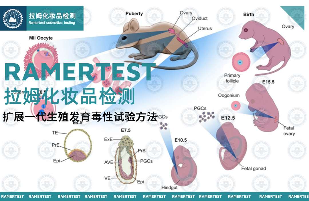 拉姆化妆品检测｜扩展一代生殖发育毒性试验方法